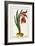 Amaryllis Formosa, 1772-1784-null-Framed Giclee Print