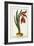 Amaryllis Formosa, 1772-1784-null-Framed Giclee Print