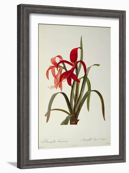 Amaryllis Formosissima, 1808, from 'Les Liliacees' by Pierre Redoute, 8 Volumes, Published 1805-16-Pierre-Joseph Redouté-Framed Giclee Print