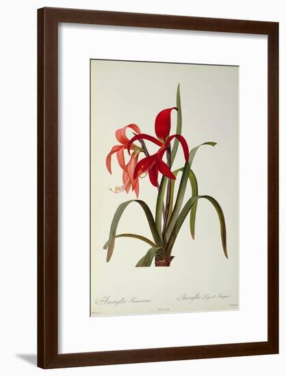 Amaryllis Formosissima, 1808, from 'Les Liliacees' by Pierre Redoute, 8 Volumes, Published 1805-16-Pierre-Joseph Redouté-Framed Giclee Print