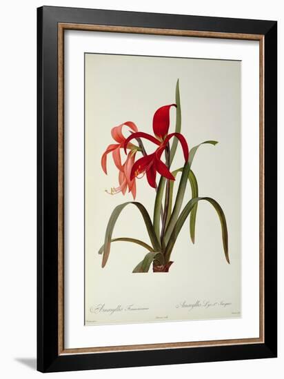 Amaryllis Formosissima, 1808, from 'Les Liliacees' by Pierre Redoute, 8 Volumes, Published 1805-16-Pierre-Joseph Redouté-Framed Giclee Print