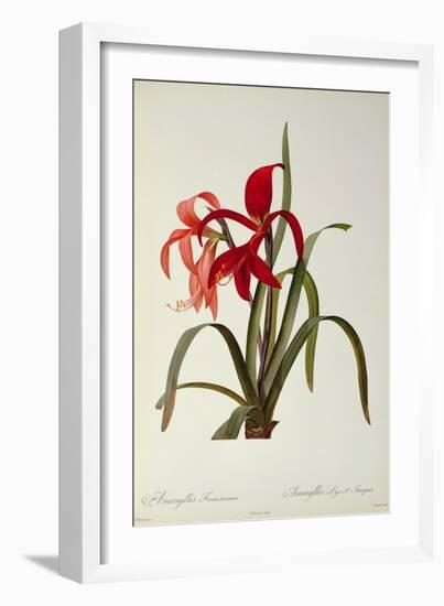 Amaryllis Formosissima, 1808, from 'Les Liliacees' by Pierre Redoute, 8 Volumes, Published 1805-16-Pierre-Joseph Redouté-Framed Giclee Print