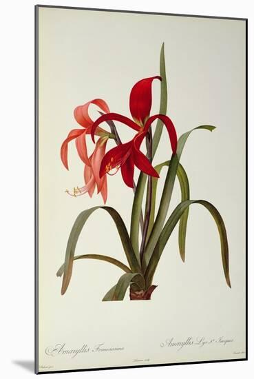 Amaryllis Formosissima, 1808, from 'Les Liliacees' by Pierre Redoute, 8 Volumes, Published 1805-16-Pierre-Joseph Redouté-Mounted Giclee Print