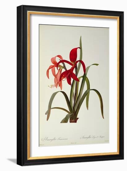 Amaryllis Formosissima, 1808, from 'Les Liliacees' by Pierre Redoute, 8 Volumes, Published 1805-16-Pierre-Joseph Redouté-Framed Giclee Print