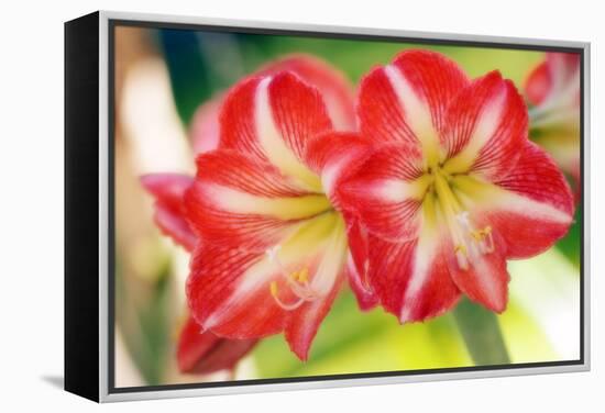 Amaryllis (Hippeastrum Sp.)-Maria Mosolova-Framed Premier Image Canvas