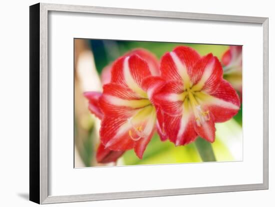 Amaryllis (Hippeastrum Sp.)-Maria Mosolova-Framed Photographic Print