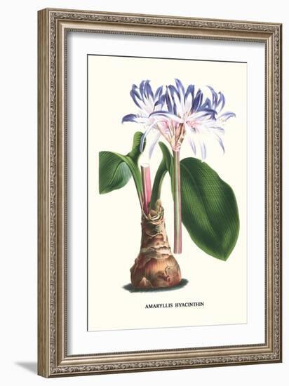 Amaryllis Hyacinthin-Louis Van Houtte-Framed Premium Giclee Print