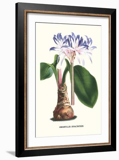 Amaryllis Hyacinthin-Louis Van Houtte-Framed Premium Giclee Print