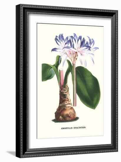 Amaryllis Hyacinthin-Louis Van Houtte-Framed Premium Giclee Print