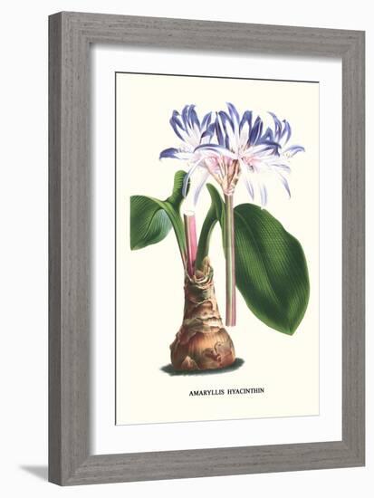 Amaryllis Hyacinthin-Louis Van Houtte-Framed Art Print