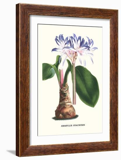 Amaryllis Hyacinthin-Louis Van Houtte-Framed Art Print