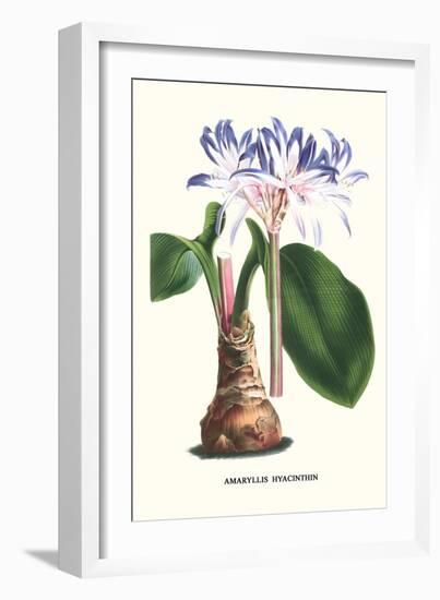 Amaryllis Hyacinthin-Louis Van Houtte-Framed Art Print