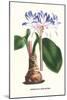 Amaryllis Hyacinthin-Louis Van Houtte-Mounted Art Print