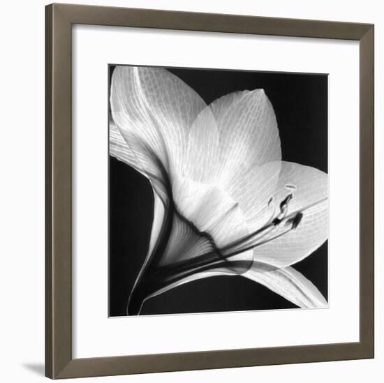 Amaryllis I-Steven N^ Meyers-Framed Art Print