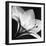 Amaryllis I-Steven N^ Meyers-Framed Art Print