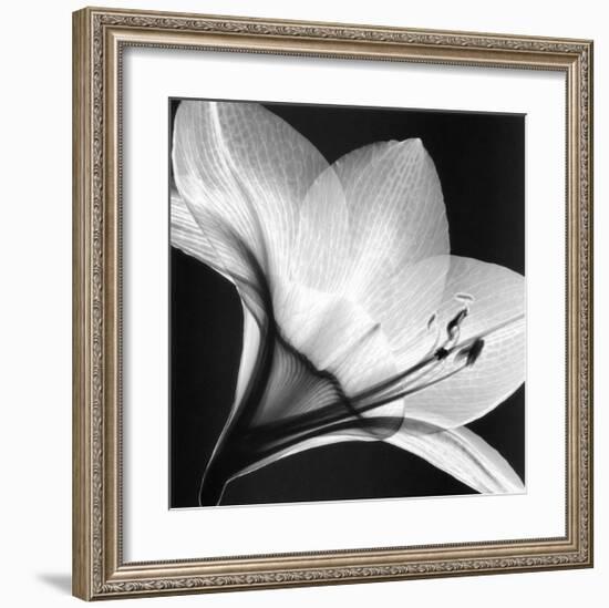 Amaryllis I-Steven N^ Meyers-Framed Art Print