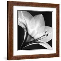 Amaryllis I-Steven N^ Meyers-Framed Art Print