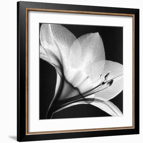 Amaryllis I-Steven N^ Meyers-Framed Art Print