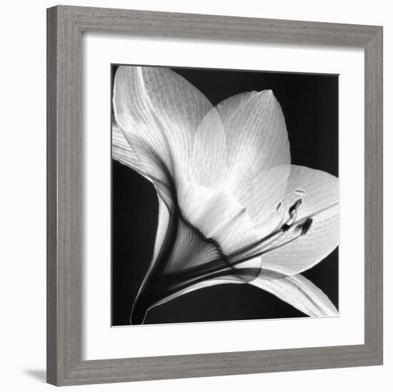 Amaryllis I-Steven N^ Meyers-Framed Art Print