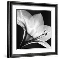 Amaryllis I-Steven N^ Meyers-Framed Art Print