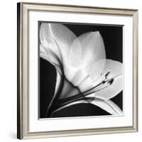 Amaryllis I-Steven N^ Meyers-Framed Art Print