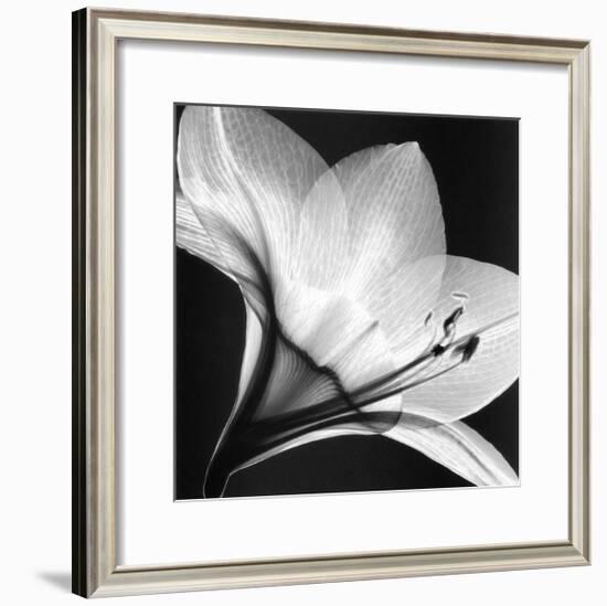 Amaryllis I-Steven N^ Meyers-Framed Art Print