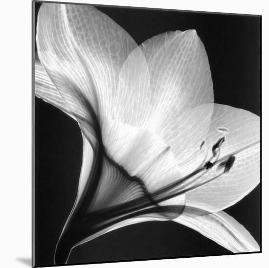 Amaryllis I-Steven N^ Meyers-Mounted Art Print