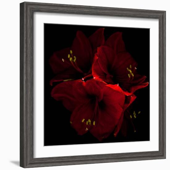 Amaryllis I-Magda Indigo-Framed Photographic Print