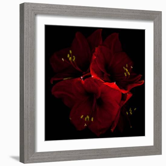 Amaryllis I-Magda Indigo-Framed Photographic Print