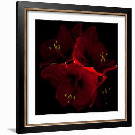 Amaryllis I-Magda Indigo-Framed Photographic Print