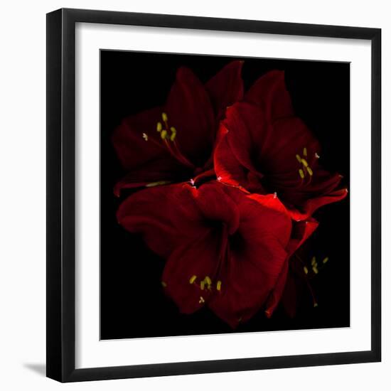 Amaryllis I-Magda Indigo-Framed Photographic Print