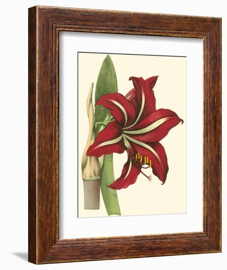 Amaryllis I-Cooke-Framed Art Print