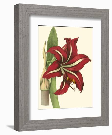 Amaryllis I-Cooke-Framed Premium Giclee Print