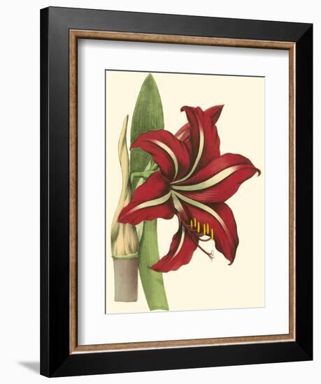 Amaryllis I-Cooke-Framed Premium Giclee Print