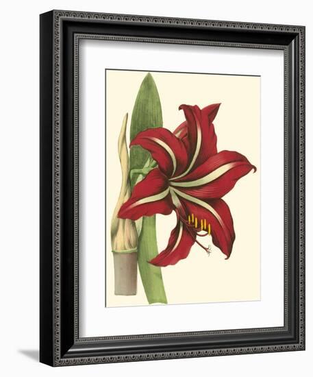 Amaryllis I-Cooke-Framed Premium Giclee Print