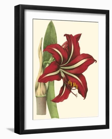 Amaryllis I-Cooke-Framed Art Print