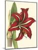 Amaryllis I-Cooke-Mounted Art Print