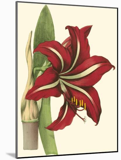 Amaryllis I-Cooke-Mounted Art Print