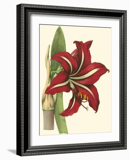 Amaryllis I-Cooke-Framed Art Print