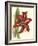 Amaryllis I-Cooke-Framed Art Print