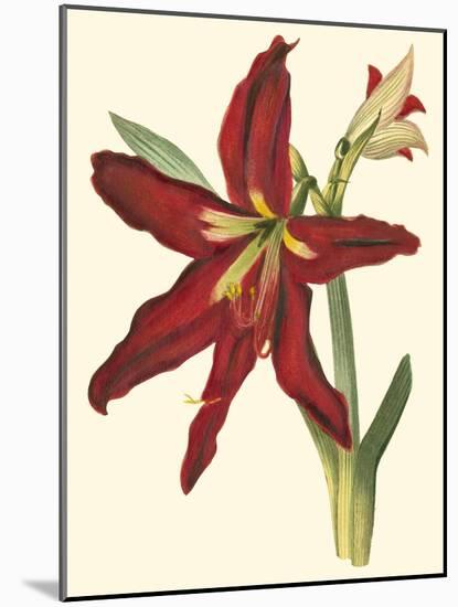 Amaryllis II-Cooke-Mounted Art Print