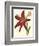 Amaryllis II-Cooke-Framed Premium Giclee Print