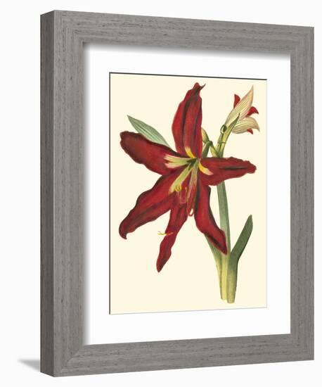 Amaryllis II-Cooke-Framed Premium Giclee Print