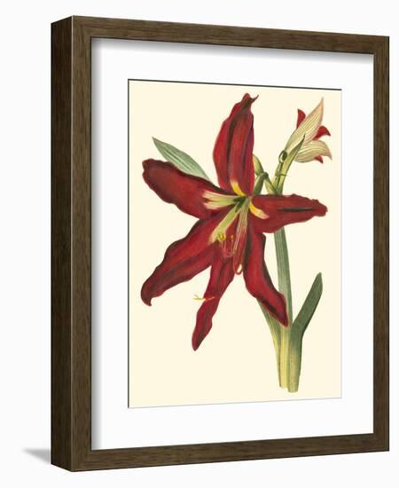 Amaryllis II-Cooke-Framed Premium Giclee Print