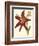 Amaryllis II-Cooke-Framed Premium Giclee Print