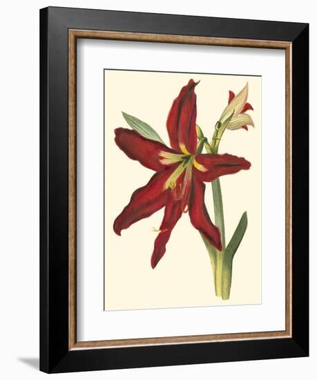 Amaryllis II-Cooke-Framed Premium Giclee Print