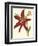 Amaryllis II-Cooke-Framed Premium Giclee Print