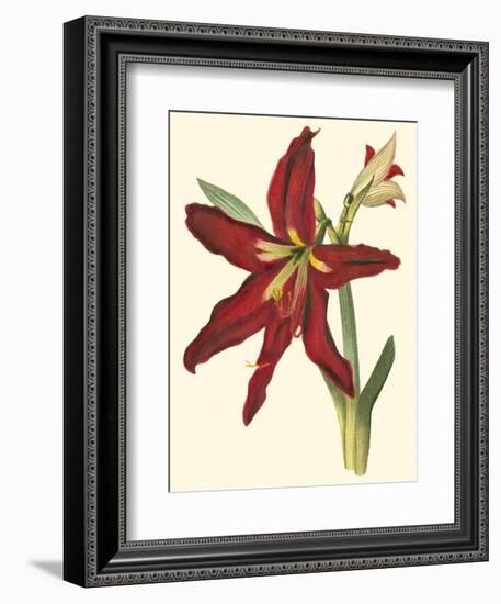 Amaryllis II-Cooke-Framed Premium Giclee Print