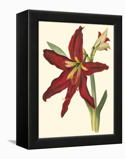 Amaryllis II-Cooke-Framed Stretched Canvas