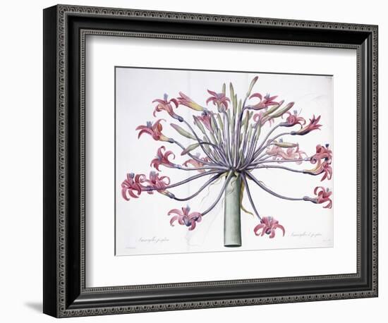 Amaryllis Josephina, 1802-1816-Pierre-Joseph Redouté-Framed Giclee Print